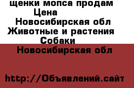 щенки мопса продам › Цена ­ 11 000 - Новосибирская обл. Животные и растения » Собаки   . Новосибирская обл.